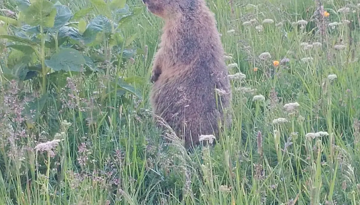 Murmeltier in Wiese | © DAV Karlsruhe