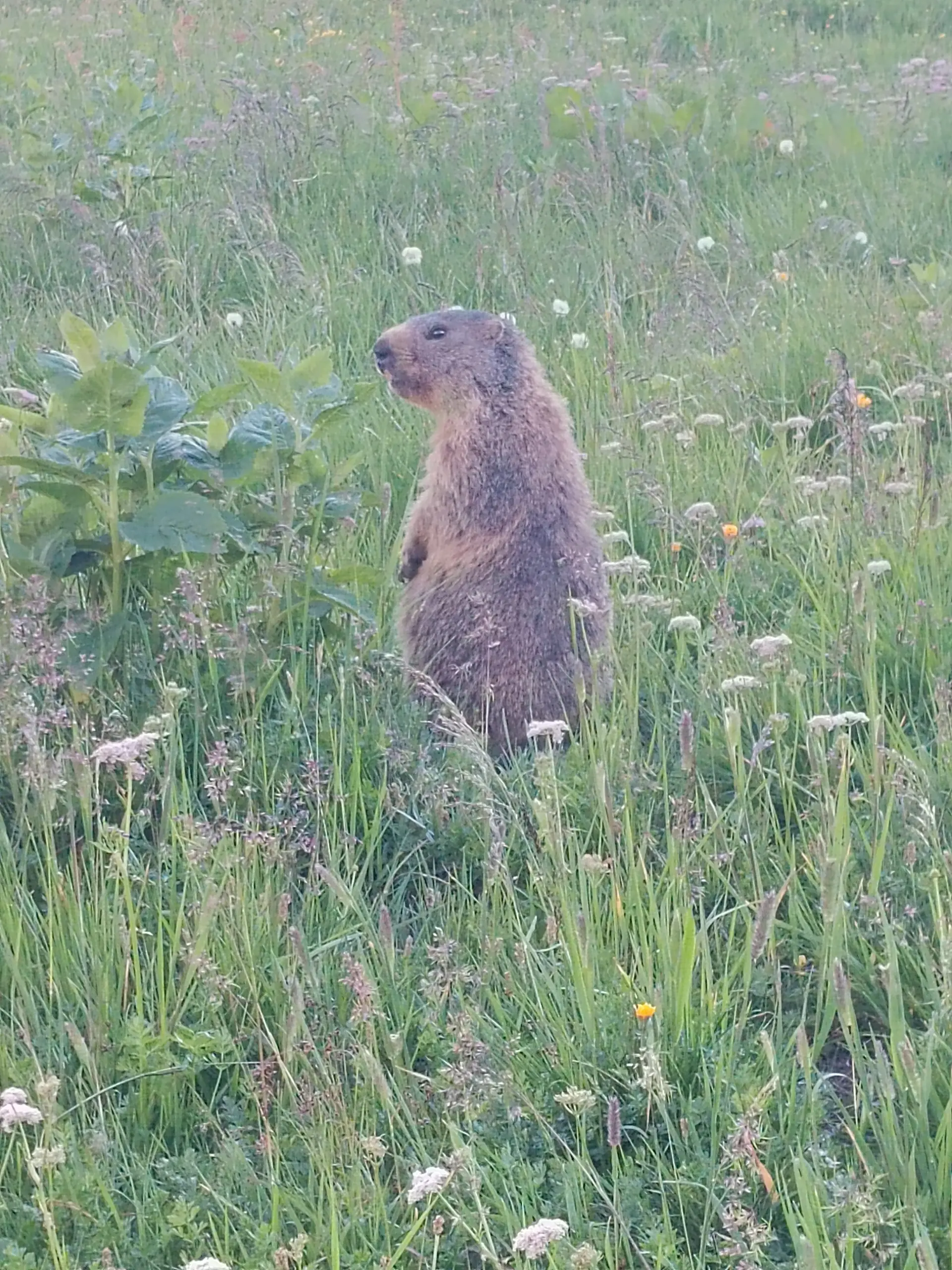 Murmeltier in Wiese | © DAV Karlsruhe