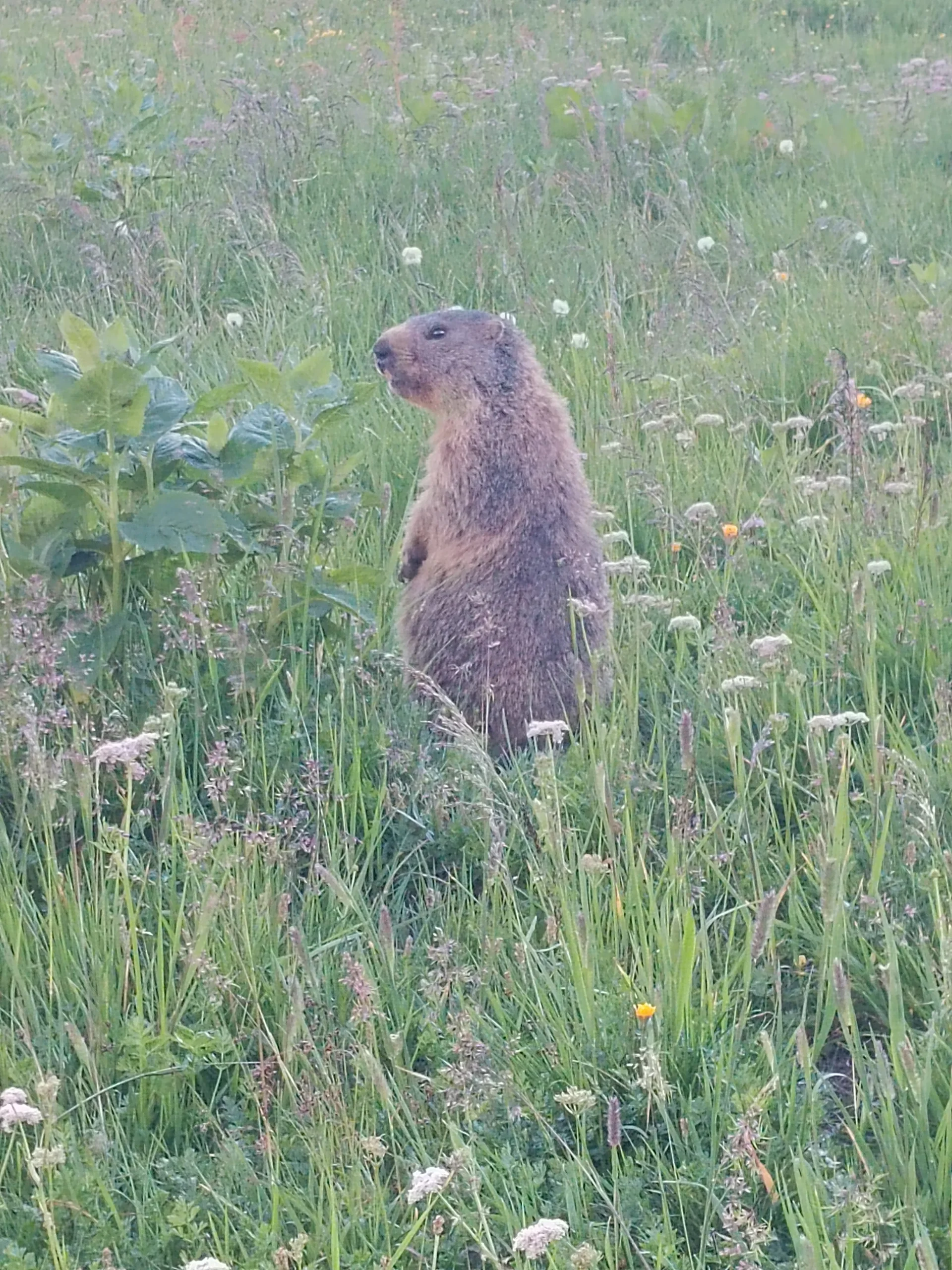 Murmeltier in Wiese | © DAV Karlsruhe
