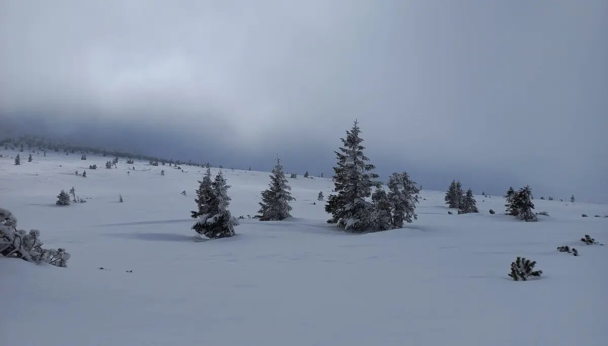 Verschneite Landschaft mit Tannen | © DAV Karlsruhe / Maurus Bauer