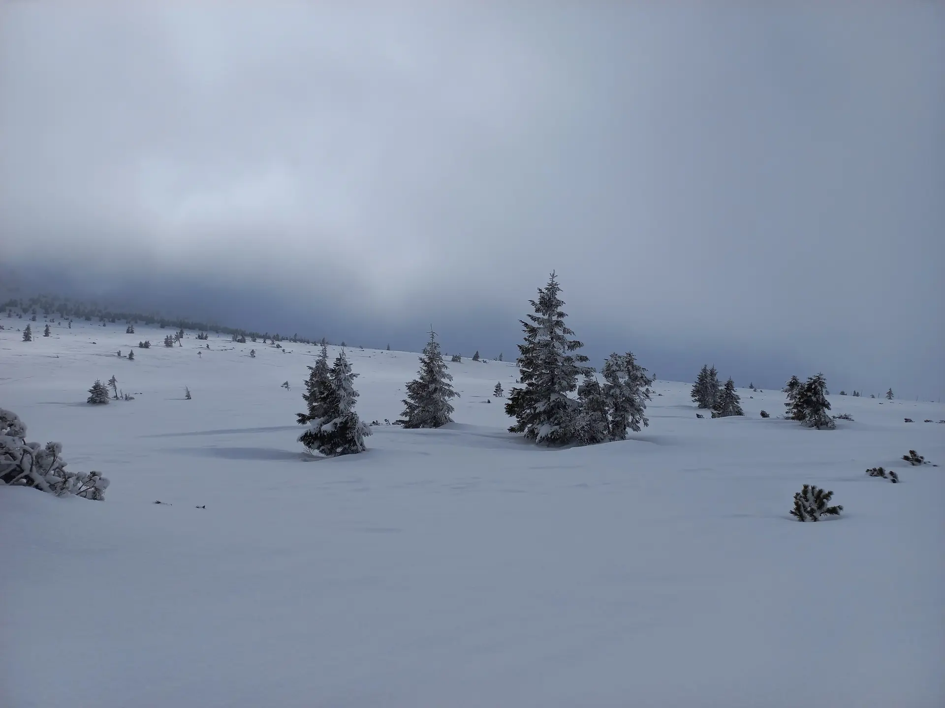 Verschneite Landschaft mit Tannen | © DAV Karlsruhe / Maurus Bauer