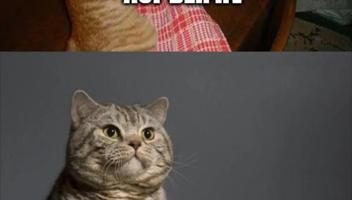 Meme | © DAV Karlsruhe